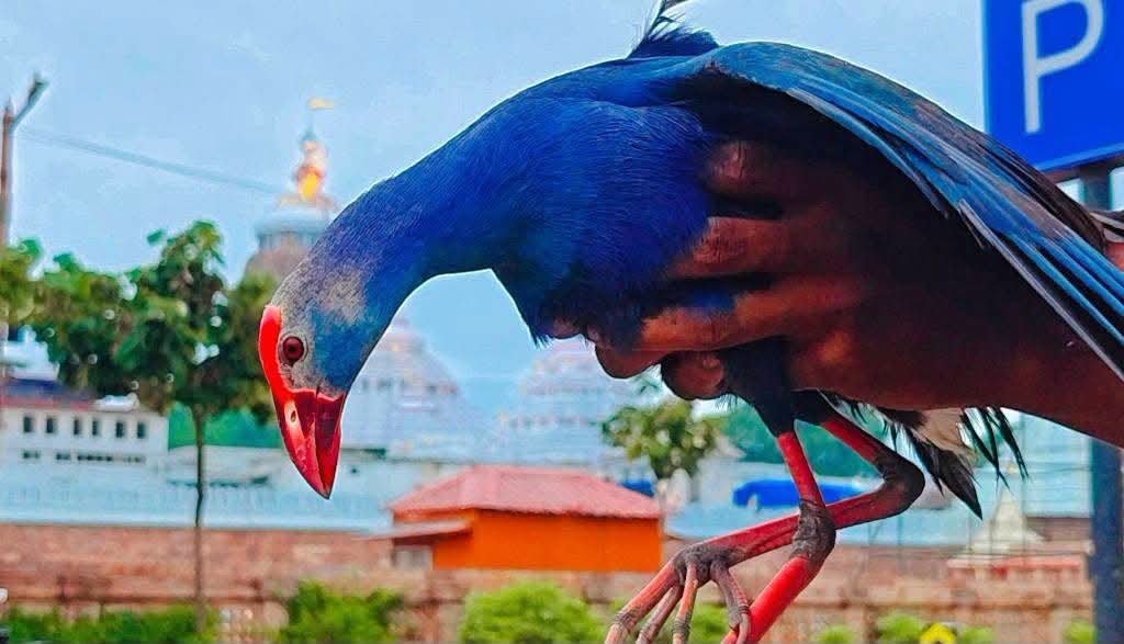 ଶ୍ରୀମନ୍ଦିର ଉପରେ ଅଜଣା ପକ୍ଷୀ, ଉଦ୍ଧାର କଲେ ସୁରକ୍ଷାକର୍ମୀ