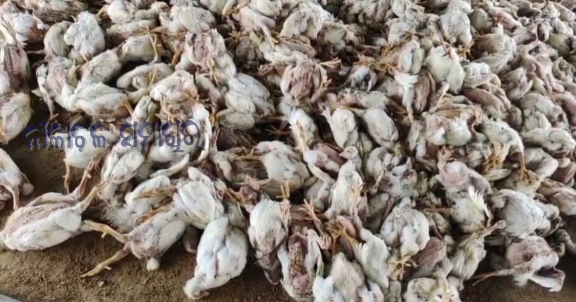 କୃଷ୍ଣପ୍ରସାଦ ବ୍ଳକ୍ ରେ ଏବେ ବାର୍ଡ ଫ୍ଲୁ